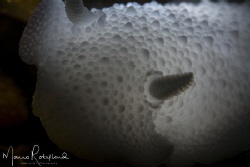 Underwater light bulb by Mario Robillard 